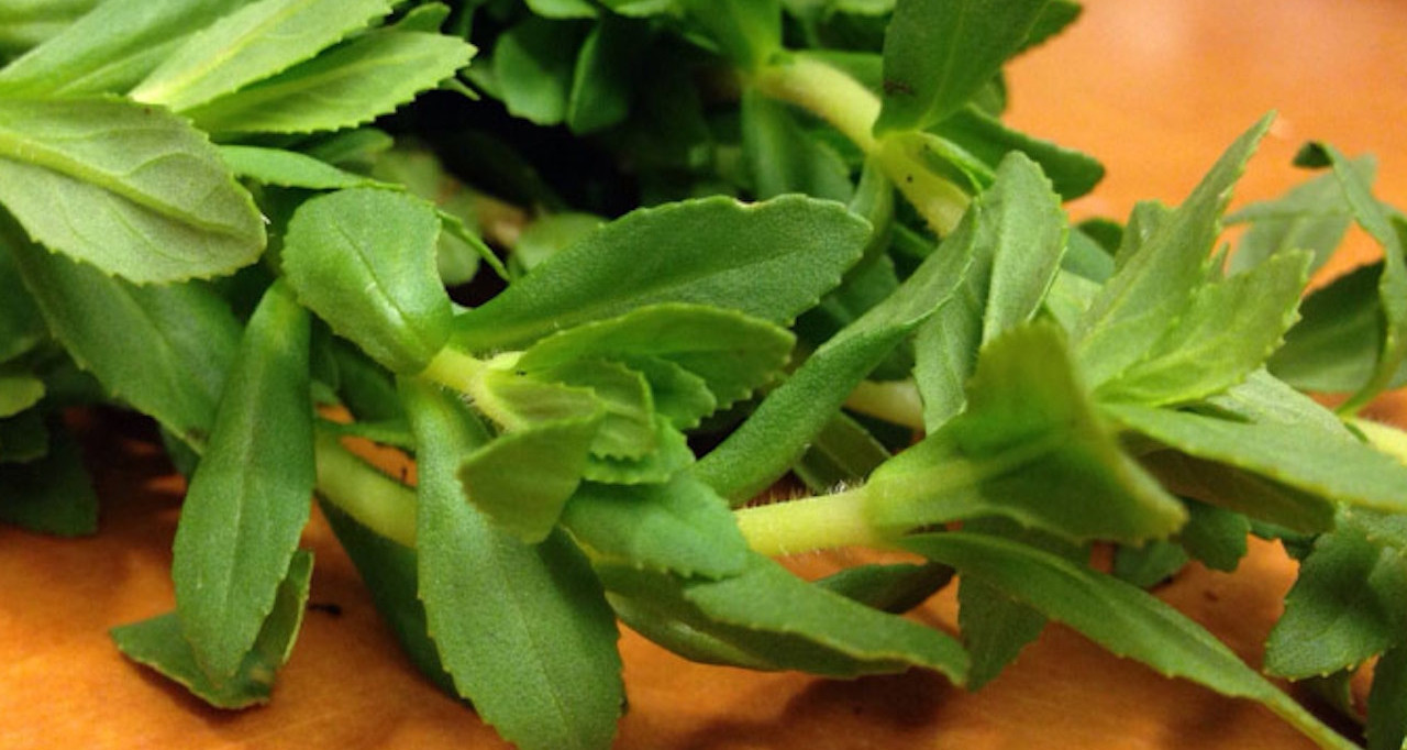 Loại rau mọc đầy bờ ao là trợ thủ chữa sỏi thận