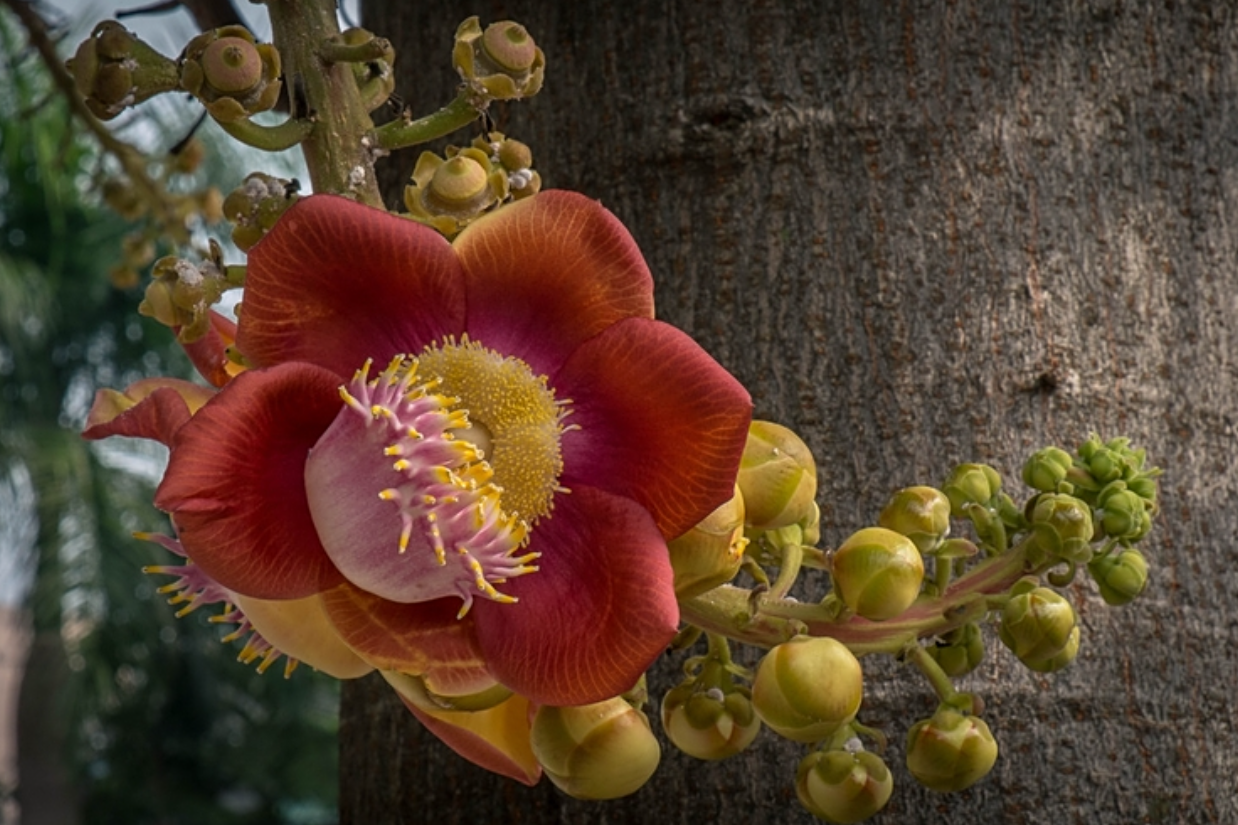 Sala - loài cây 'vô ưu' đang được giới nhà vườn săn tìm