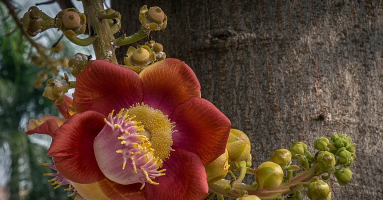 Sala - loài cây "vô ưu" đang được giới nhà vườn săn tìm