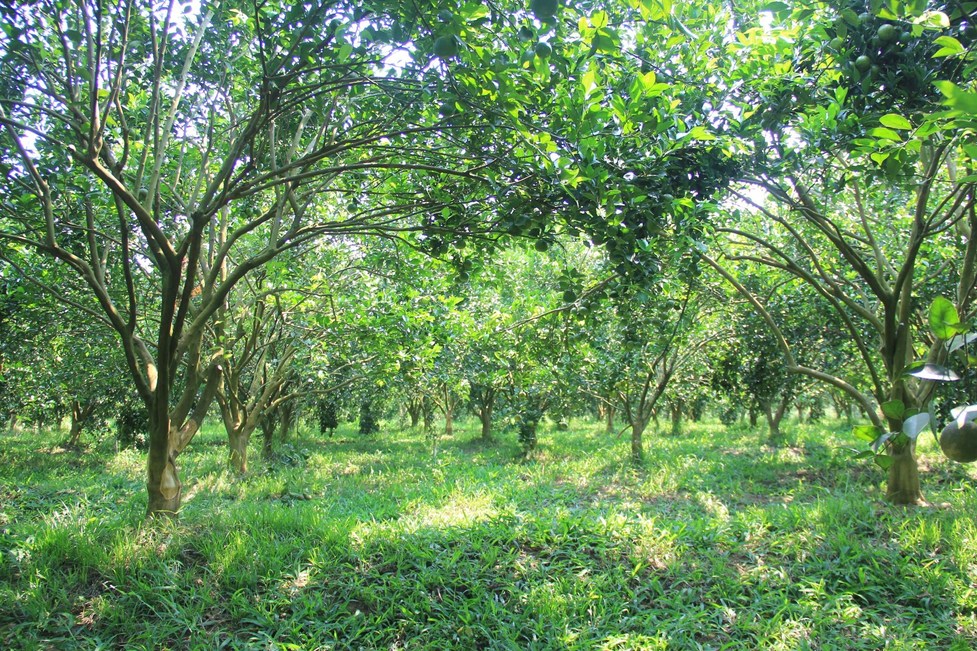 Ứng dụng công nghệ thông tin nâng cao dự báo thị trường nông sản tại TP. Hồ Chí Minh