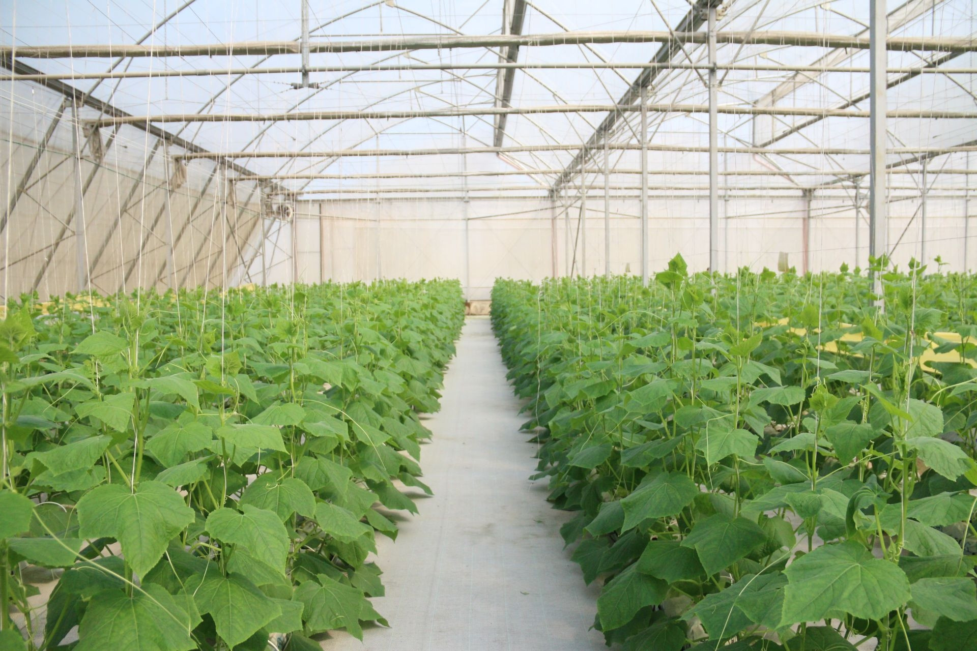 Ứng dụng công nghệ thông tin nâng hiệu quả dự báo thị trường nông sản ở Khánh Hòa