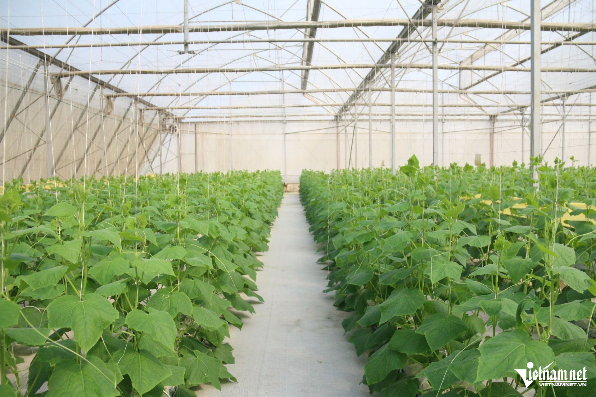 W-20. 2.9 Khánh Hòa Ứng dụng công nghệ thông tin nâng hiệu quả dự báo thị trường nông sản.JPG.jpg