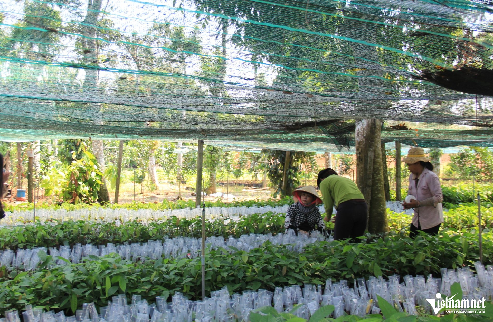 W-20. 29.8 Đẩy mạnh công nghệ thông tin dự báo thị trường nông sản Gia Lai.JPG.jpg