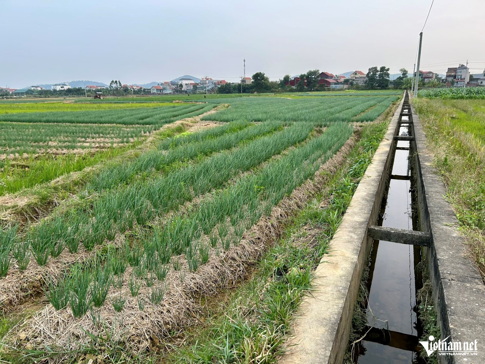 W-20. 30.8 Hưng Yên Ứng dụng công nghệ thông tin tăng hiệu quả theo dõi thị trường nông sản.jpg