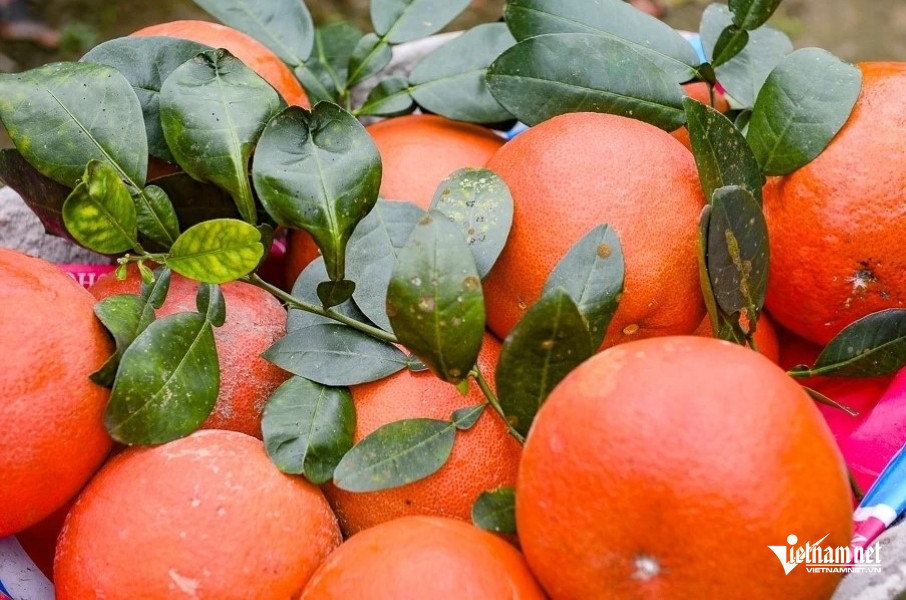 W-bưởi tiến vua 2.jpg