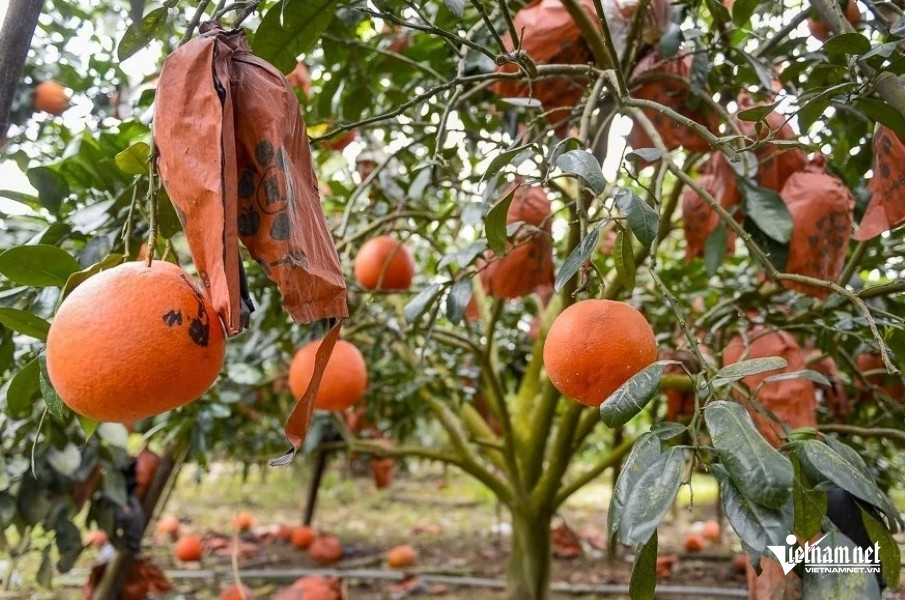 W-bưởi tiến vua 3.jpg