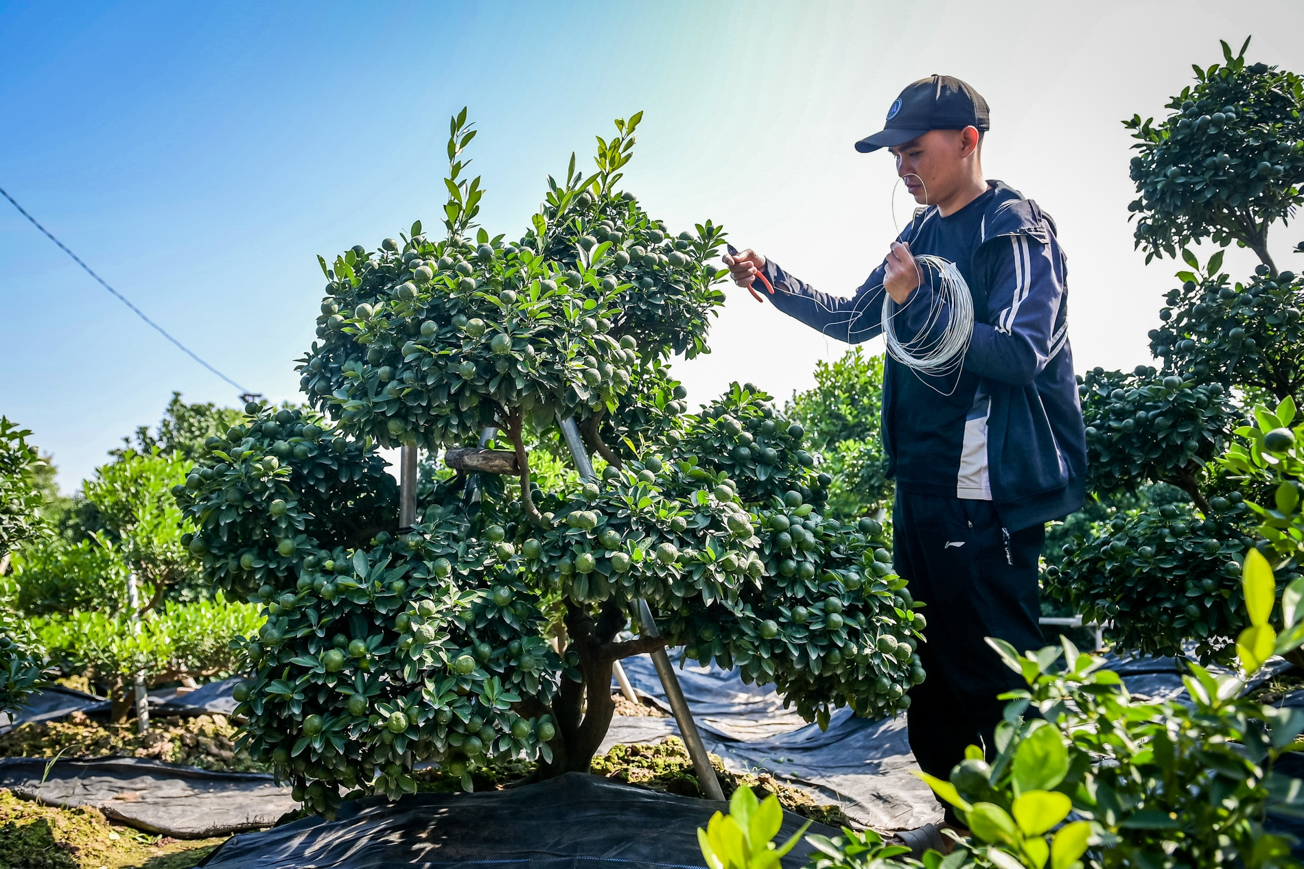Cây quất 'tam đa' hơn 10 năm tuổi được thuê 30 triệu đồng chơi Tết