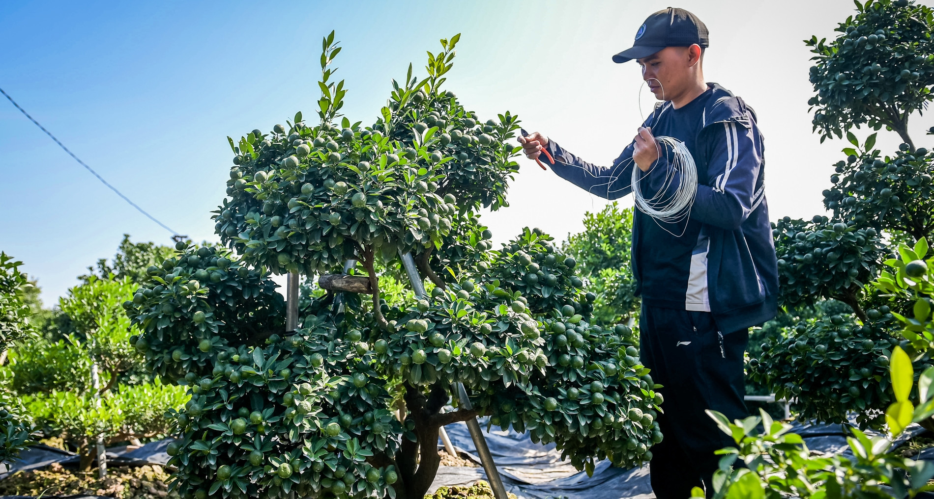 Cây quất 'tam đa' hơn 10 năm tuổi được thuê 30 triệu đồng chơi Tết