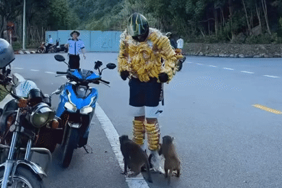 Du khách quấn đầy chuối trên người 'chọc ghẹo' khỉ ở bán đảo Sơn Trà