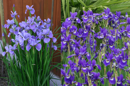 Nhiều gia đình đặt nhầm tài vị trong nhà mà không biết, năm 2026 dễ 'hao tiền' YwAAAAAAQABAAACAUwAOw==