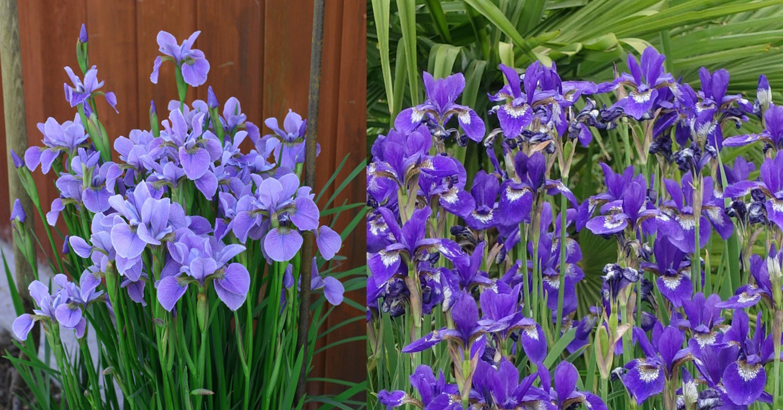 Hoa Diên vĩ: Vẻ đẹp kiêu sa mang đến bình an và may mắn cho không gian sống