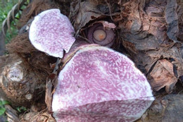 Bộ phận thường bị bỏ đi của bắp ngô là vị thuốc quý chữa sỏi thận Loại củ đang vào mùa, ‘khắc tinh’ của người suy thận mạn