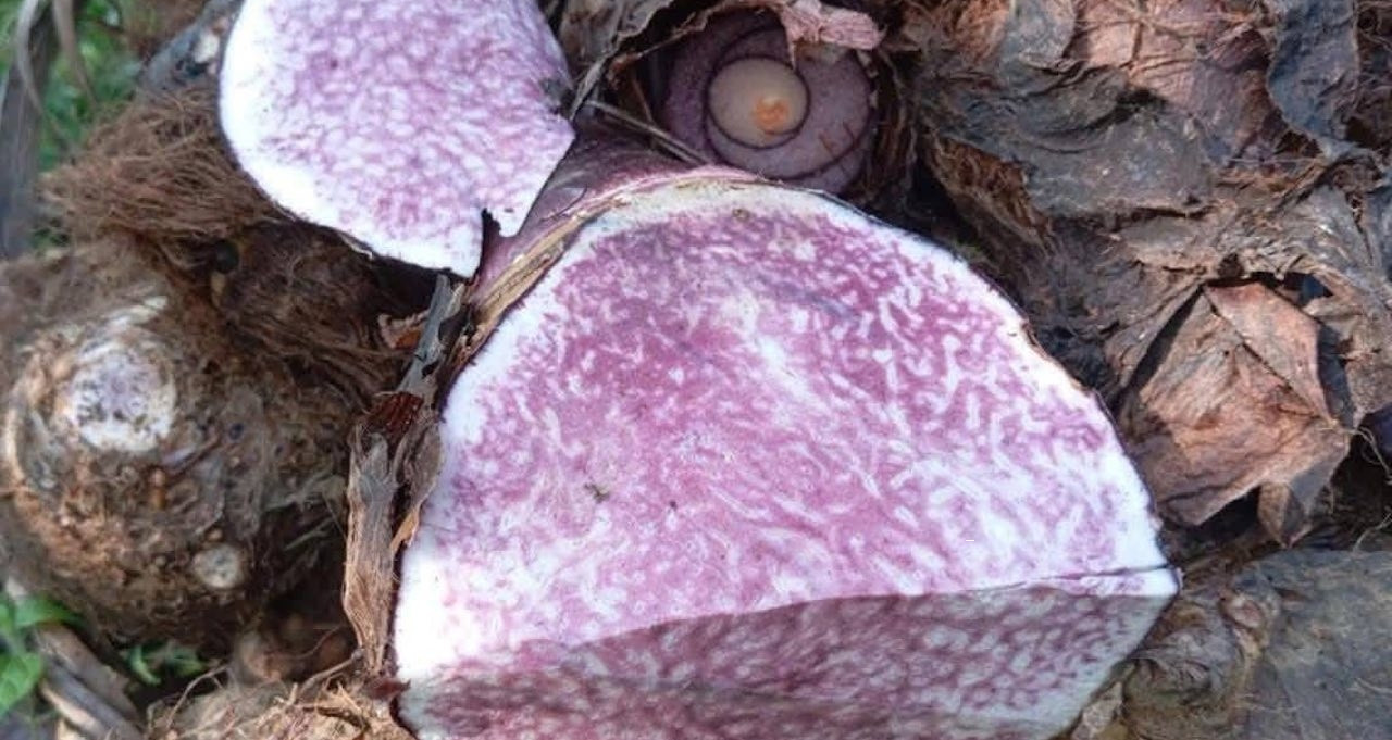 Loại củ đang vào mùa, ‘khắc tinh’ của người suy thận mạn