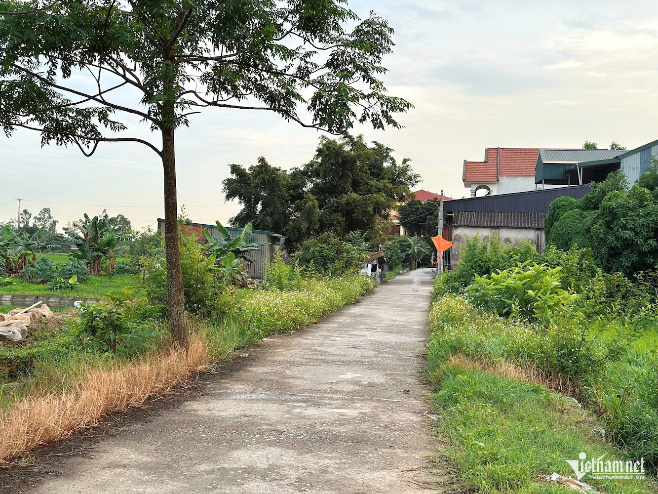 W-dat dai vietnamnet.jpg