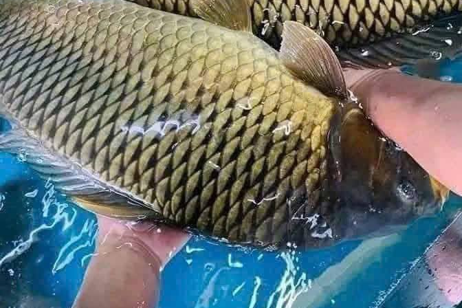 Cá chép được bán đầy chợ, giàu omega-3 tốt cho tim mạch