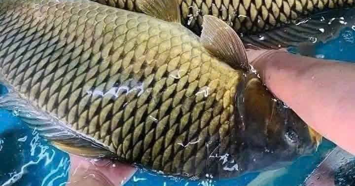 Cá chép được bán đầy chợ, giàu omega-3 tốt cho tim mạch