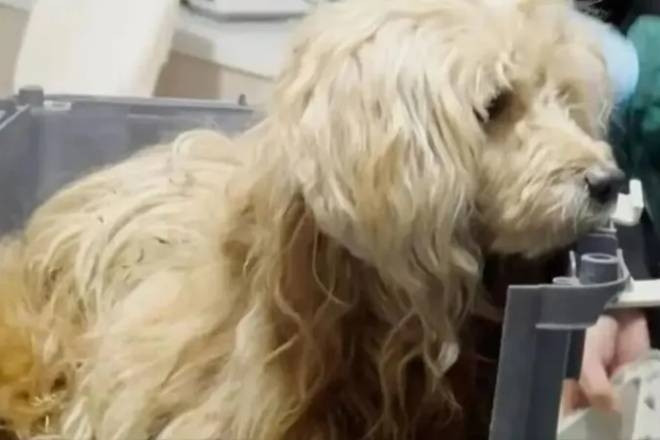 Chú chó trung thành ngày đêm đợi chủ đã mất gây xúc động