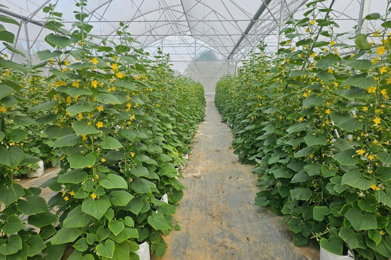 Đức Trọng đẩy mạnh ứng dụng công nghệ trong dự báo cung - cầu nông sản