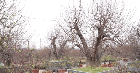 Người dân chịu chi vài chục triệu đồng thuê đào chơi Tết