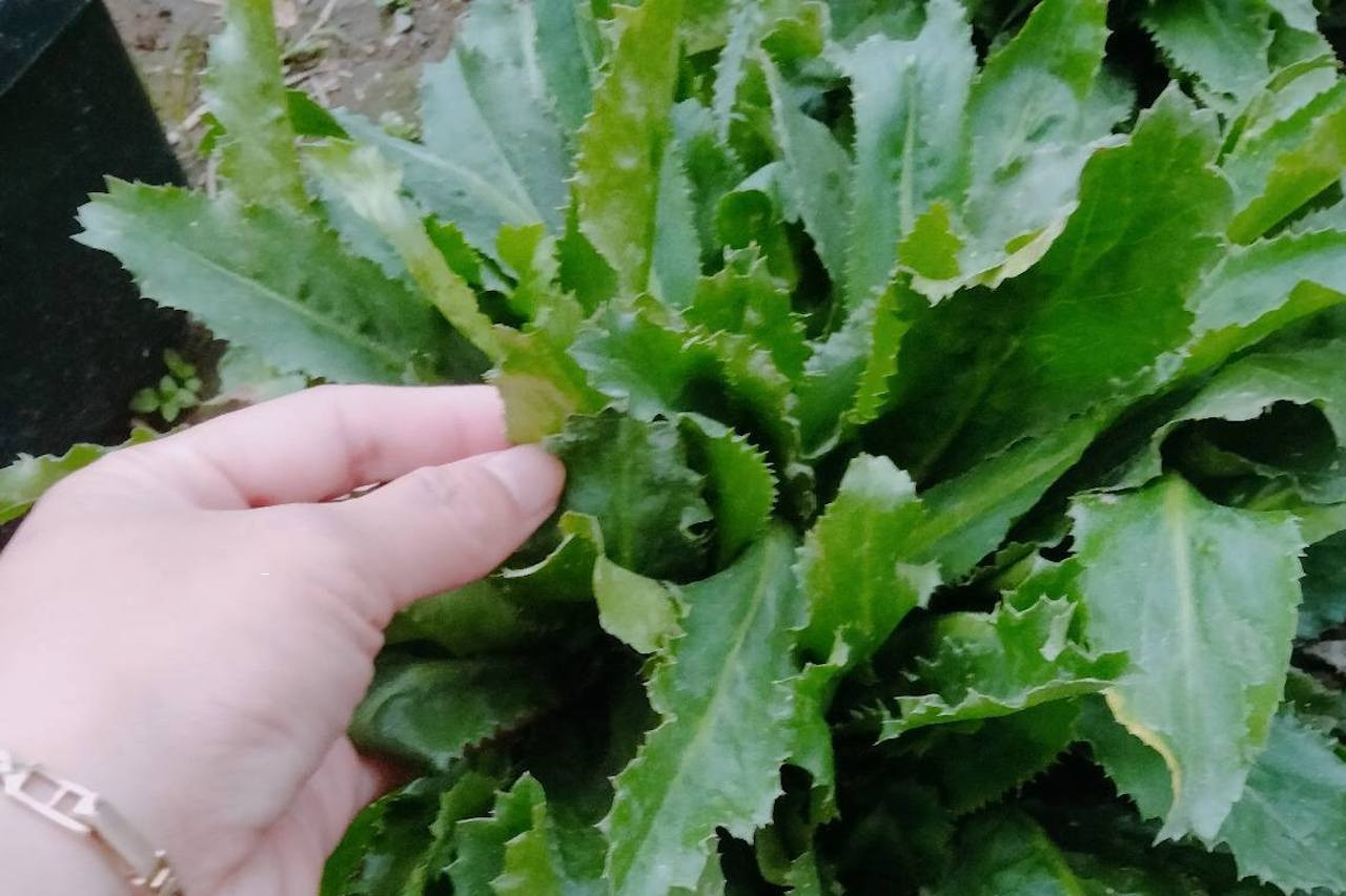 Loại rau gia vị rẻ bèo hỗ trợ tiêu hóa, giải cảm, giảm ho cực tốt