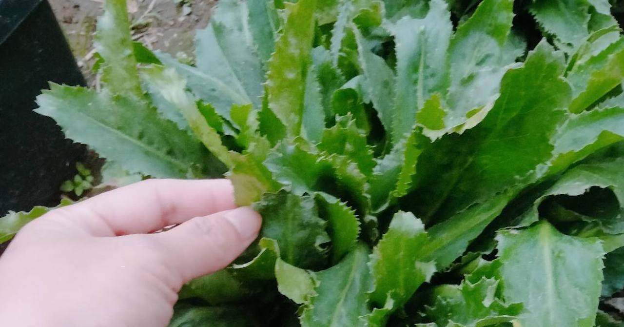 Loại rau gia vị rẻ bèo hỗ trợ tiêu hóa, giải cảm, giảm ho cực tốt