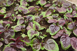 Cải xoong nhiều người Việt 'né' nhưng Mỹ xếp ngôi sao dinh dưỡng Top 2 loại rau giàu canxi ngang sữa