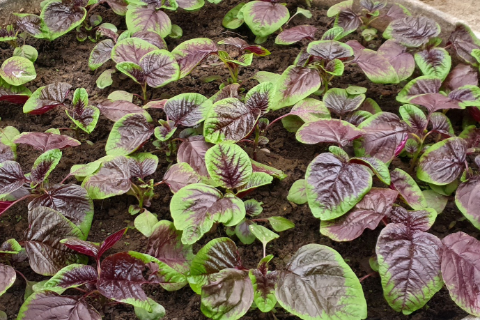 Top 2 loại rau giàu canxi ngang sữa