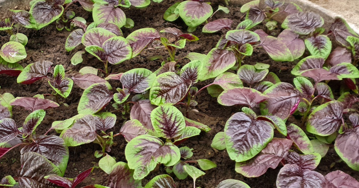 Top 2 loại rau giàu canxi ngang sữa