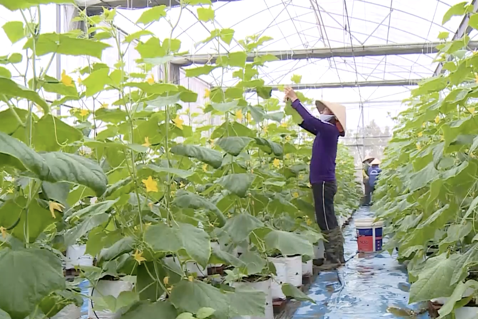 TP Huế ứng dụng công nghệ thúc đẩy sản xuất nông nghiệp theo tín hiệu thị trường