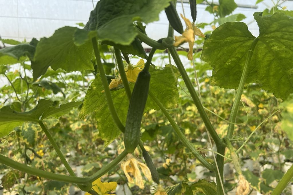 VNPT Green: Nền tảng công nghệ giúp thu thập dữ liệu, dự báo thị trường nông sản