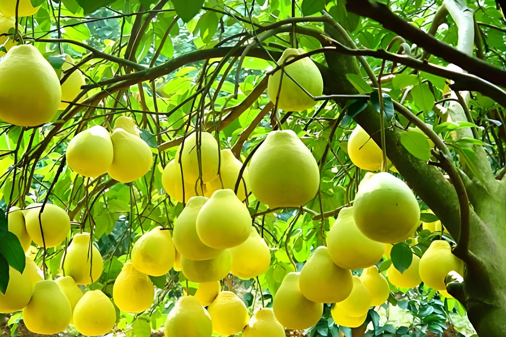 Cây bưởi trong phong thủy: Vì sao được coi là 'kho lộc' của nhiều gia đình?