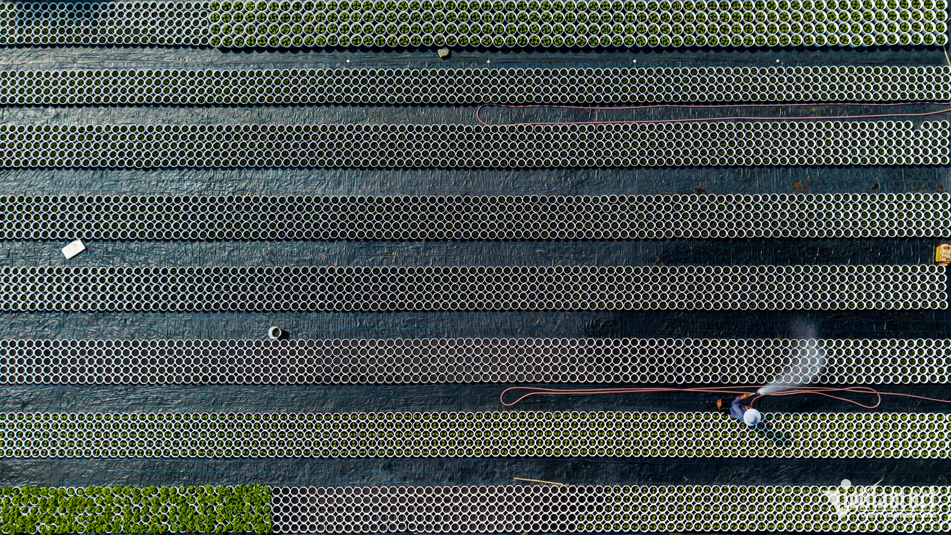 hoa tuan hung 56 1485.jpg