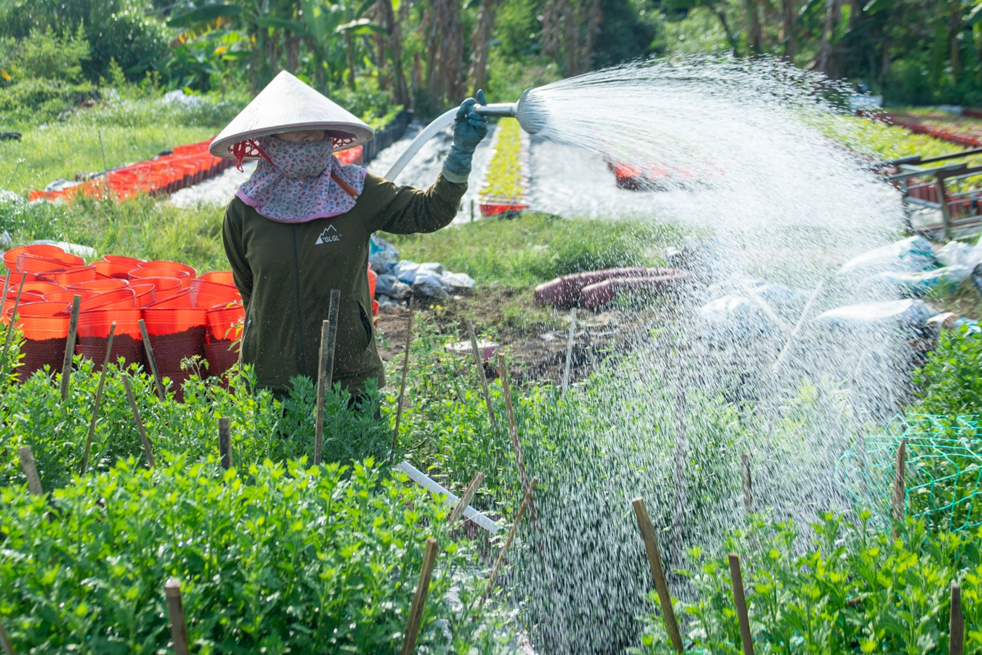 Vựa hoa lớn nhất TPHCM vào vụ Tết: Không ít nông dân có lúc bị mất nước, say nắng