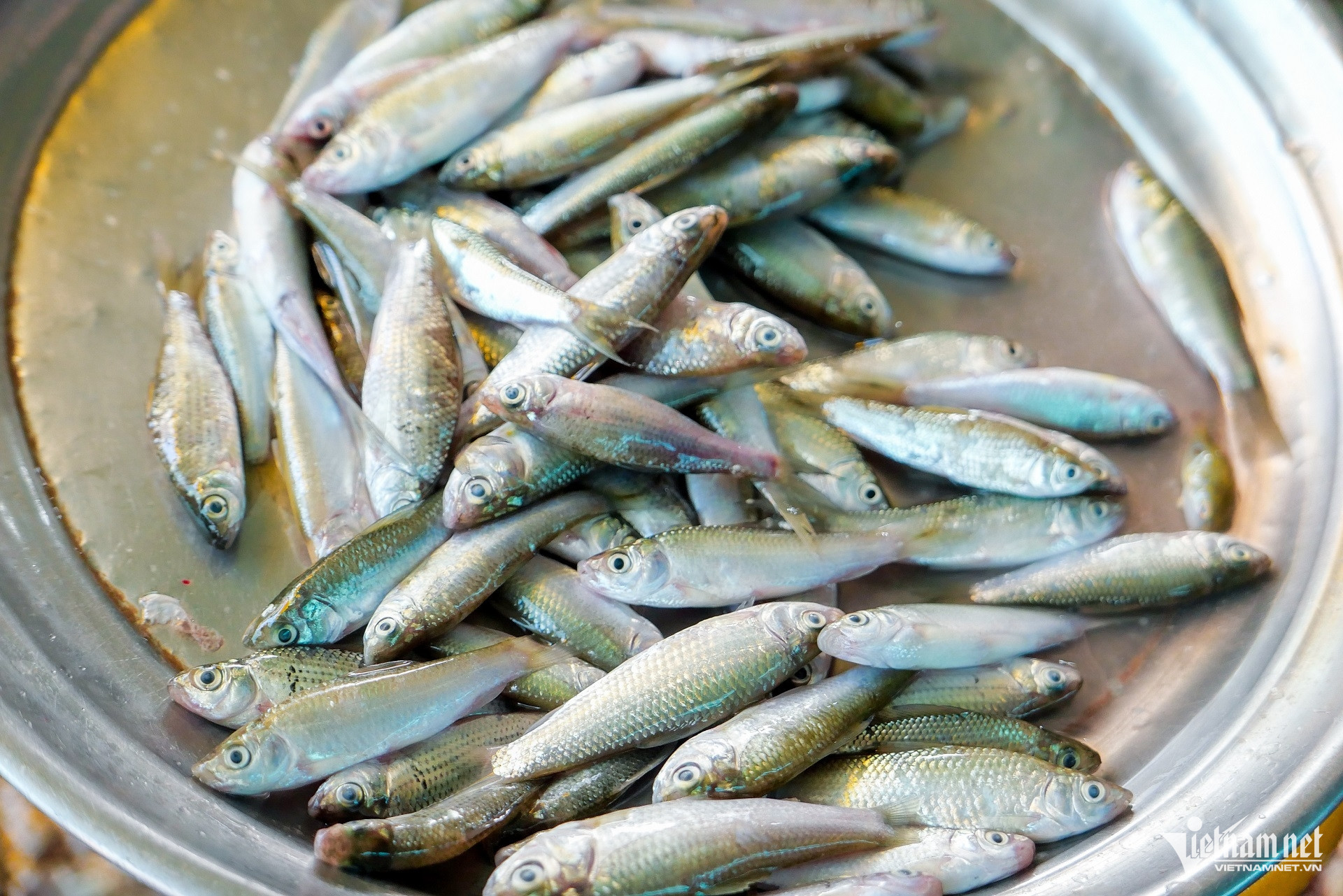 w ca linh dac san mien tay 2052.jpg