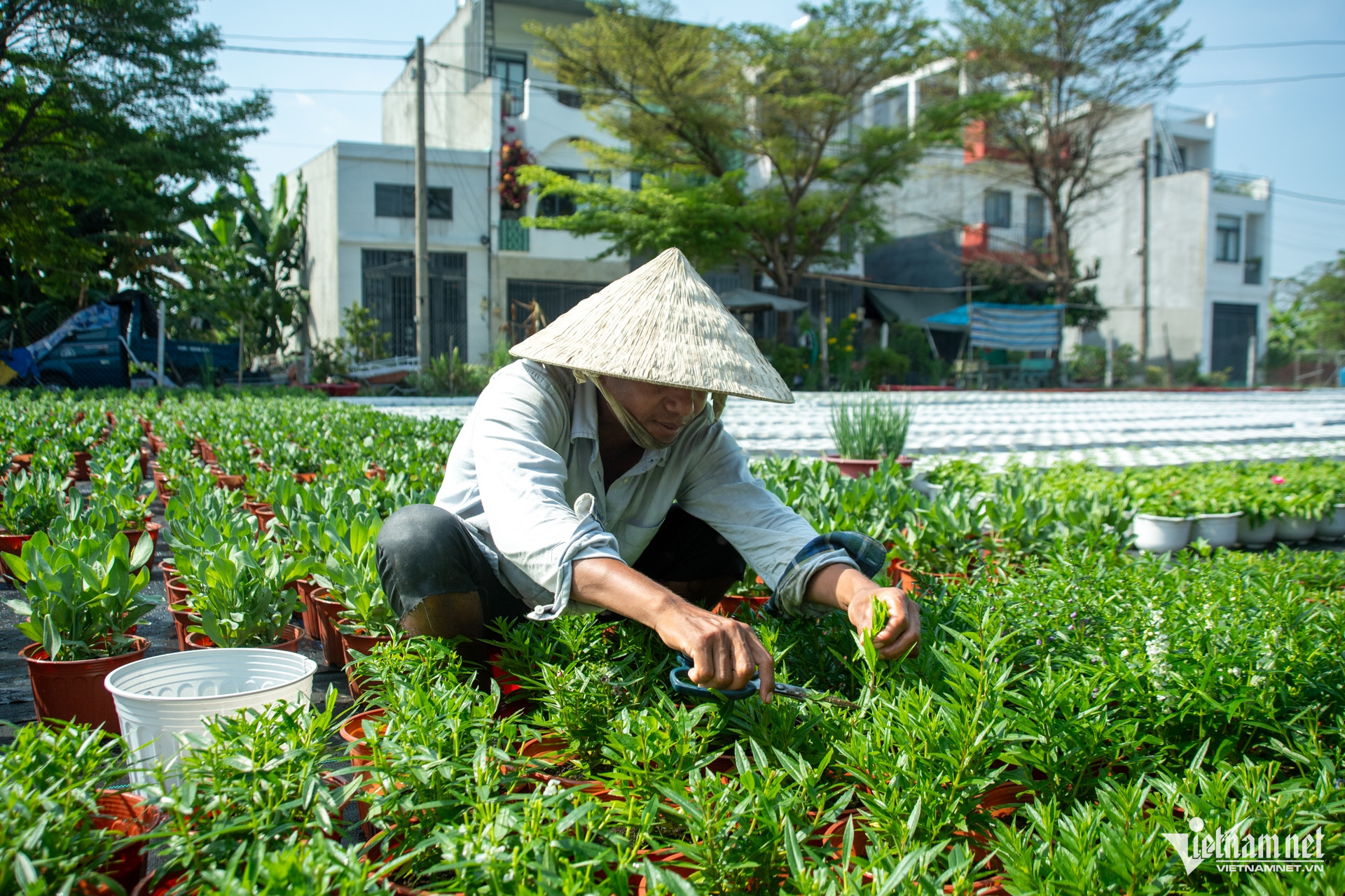 W-Hoa Tuấn Hùng.jpg