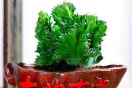 Hoa Tết hợp mệnh gia chủ: Chọn đúng để đón lộc, tránh xung khí đầu năm YwAAAAAAQABAAACAUwAOw==