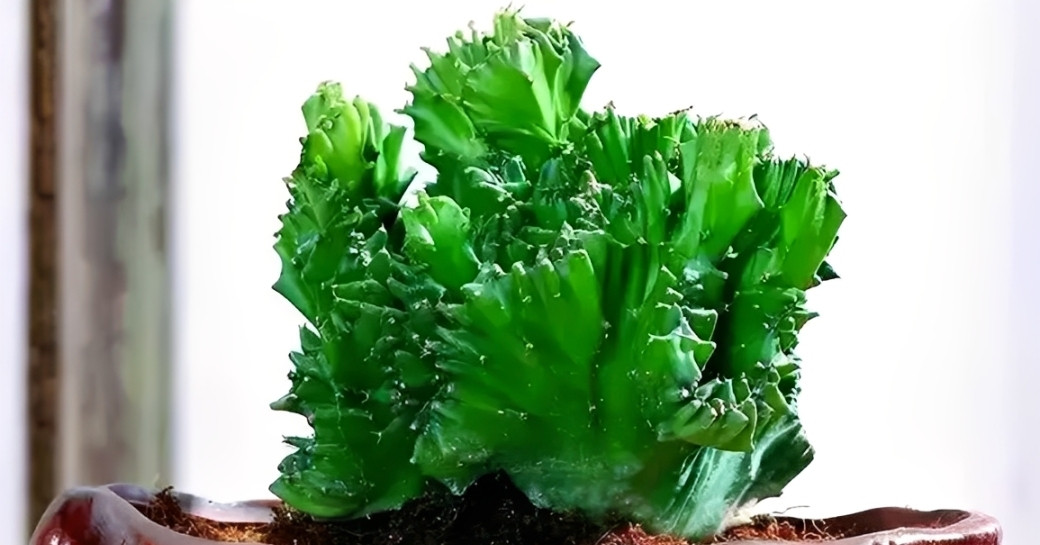 Ngọc kỳ lân: Cây cảnh trấn trạch, dễ trồng, hợp nhiều gia chủ