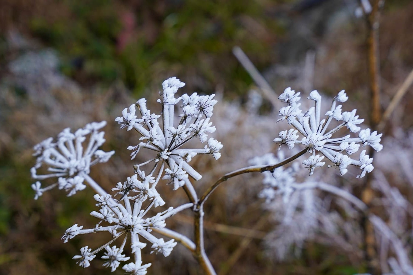 phia oac bang tuyet.jpg