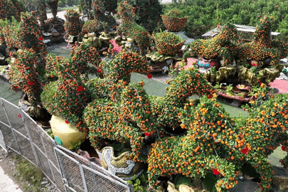 Quýt cổ tạo hình ngựa “Mã đáo thành công” kích thước khủng, trị giá nửa tỷ đồng