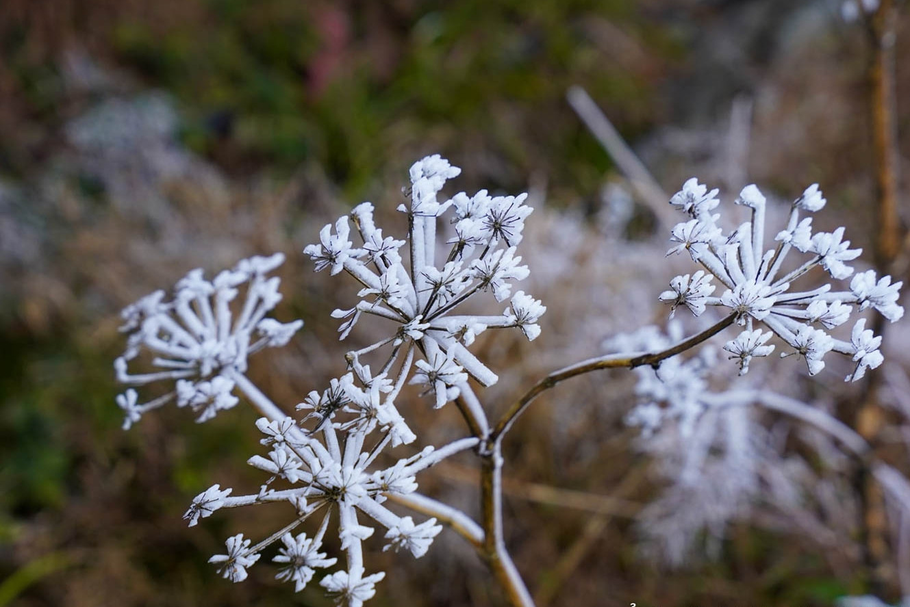 Tiết Đại Hàn là gì và kéo dài bao lâu trong năm 2026?