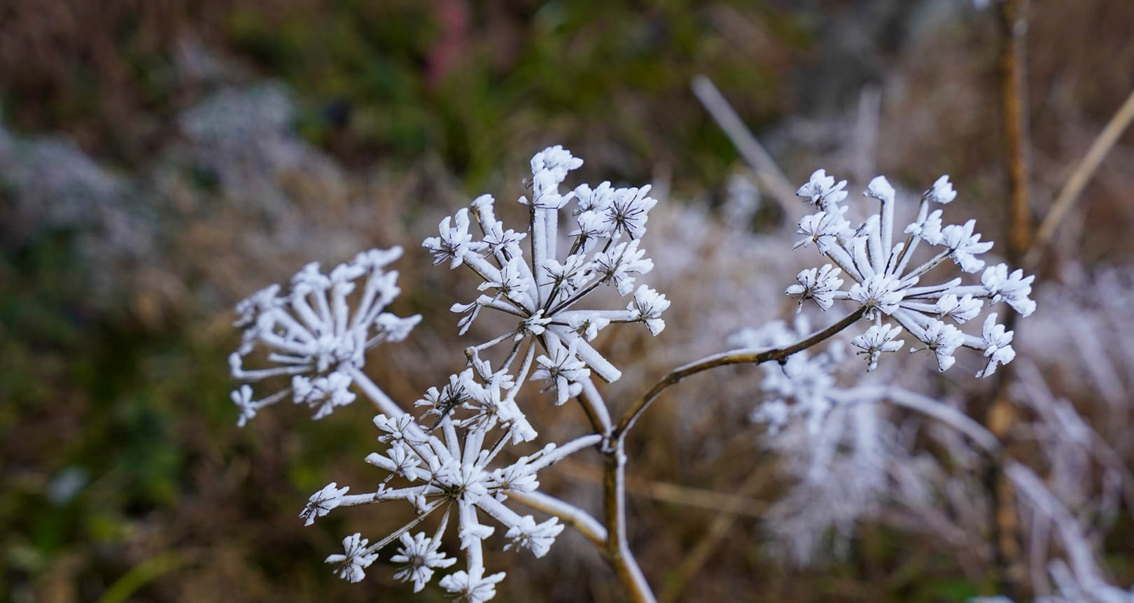 Tiết Đại Hàn là gì và kéo dài bao lâu trong năm 2026?