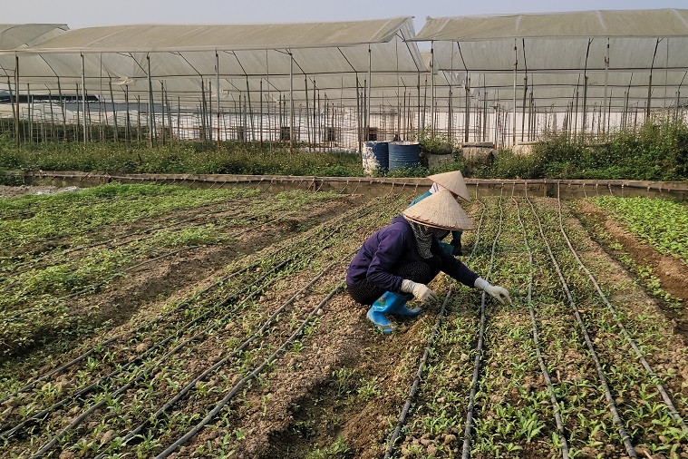 Vĩnh Long: Ứng dụng công nghệ IoT và AI trong dự báo thị trường nông sản