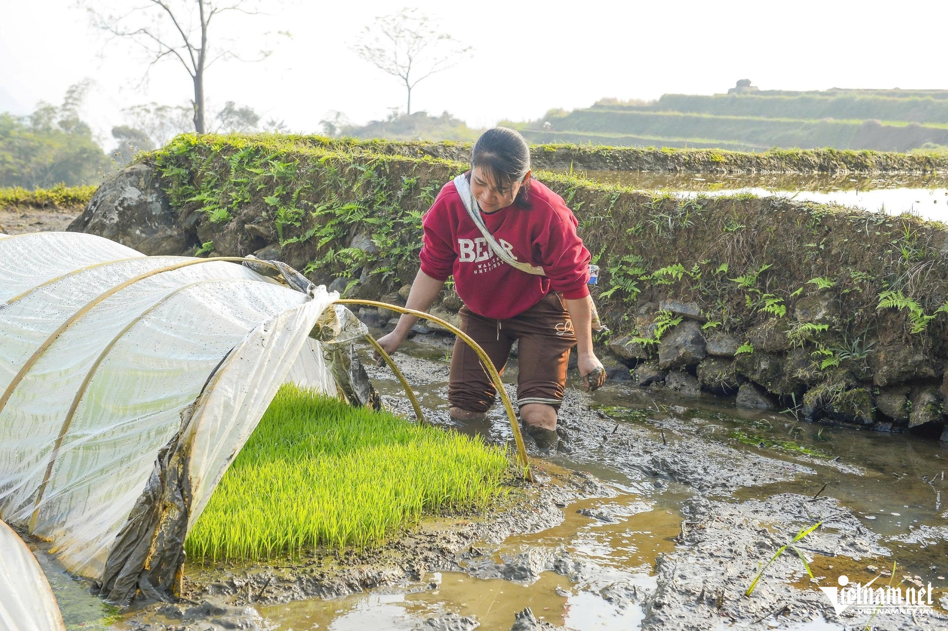 Khách Tây thích thú check-in ruộng bậc thang mùa đổ nước ở Pù Luông W-a4Khách Tây thích thú check.jpg