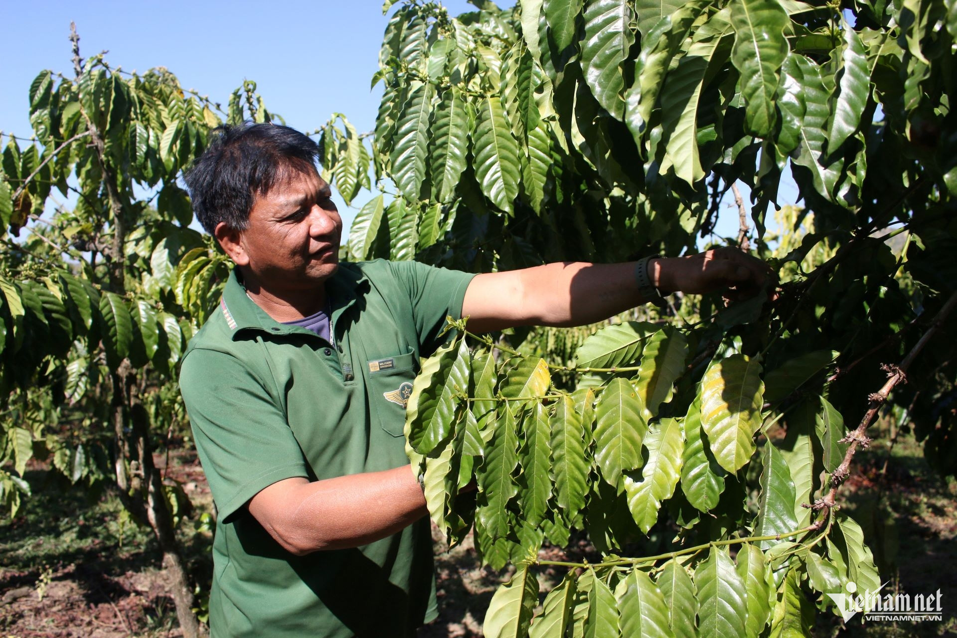 W-Ông A Son, Bí thư Chi bộ thôn Kon Brông là một trong những người tiên phong chuyển đổi cây trồng kém hiệu quả sang trồng cây cà phê. (Ảnh: Ngọc Chí).jpg