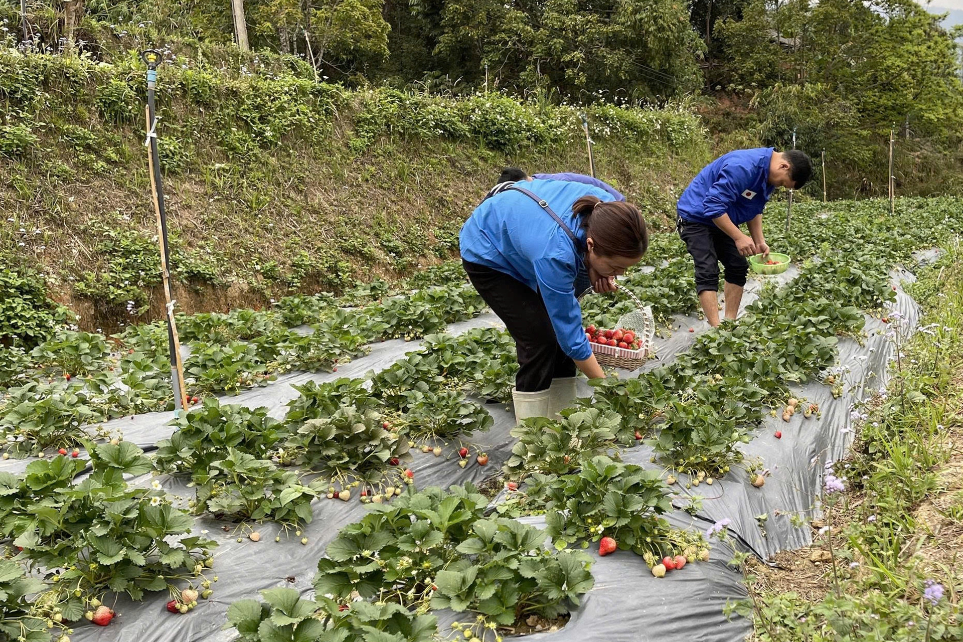 Xây dựng nền tảng để nâng cao tính chính xác trong dự báo thị trường nông sản