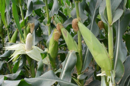 Hạt vừng nhỏ nhưng có võ với 5 công dụng bất ngờ Bộ phận thường bị bỏ đi của bắp ngô là vị thuốc quý chữa sỏi thận