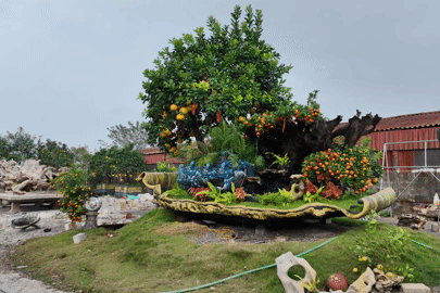 Cận Tết, “Siêu phẩm” Bưởi tạo hình có giá trên 100 triệu đồng vẫn đắt hàng