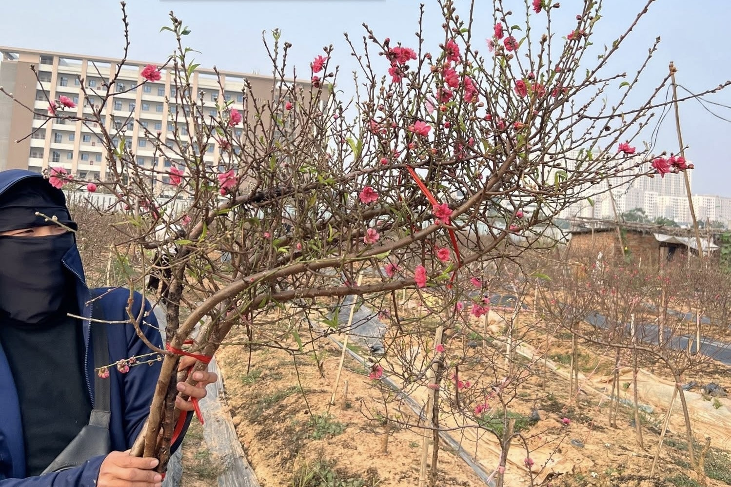 Đào huyền tấp nập khách mua, chưa Tết Bính Ngọ dân buôn đã chốt bán nghìn cành