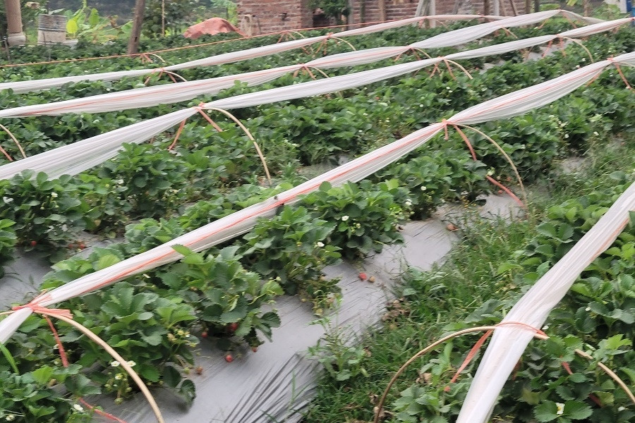 Điện Biên: Công nghệ thông tin làm “chìa khóa” dự báo thị trường nông sản