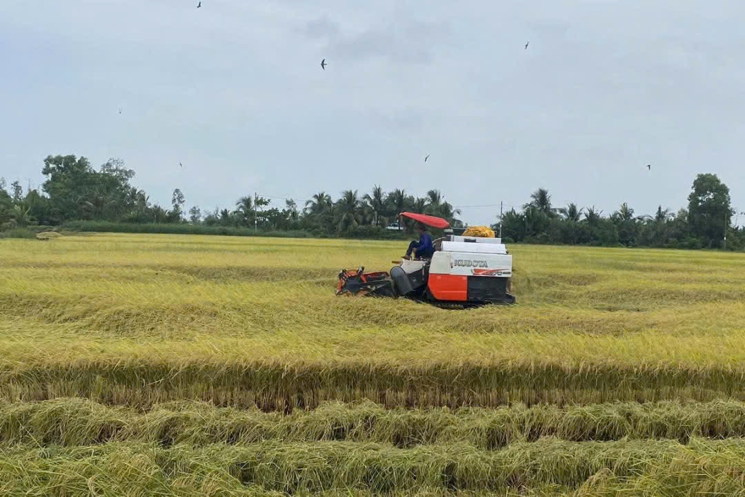 Đồng Tháp ứng dụng CNTT dự báo thị trường, giúp nông dân chủ động sản xuất